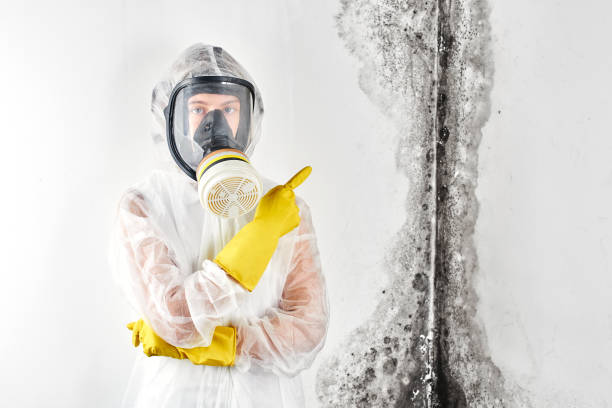 Best Attic Mold Removal  in La Cresta, CA